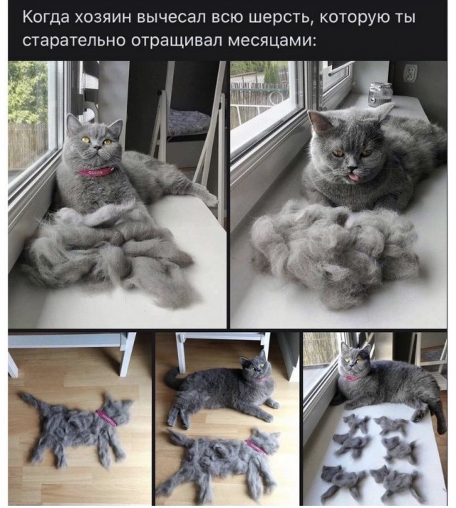 Баянисто-небаянистый юмор 04.08.21