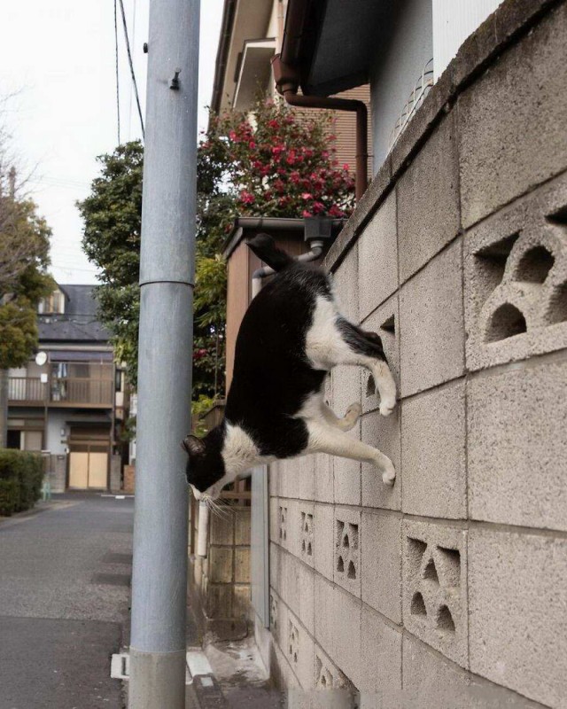 Разные котики