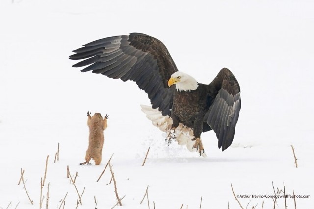 Лучшие фото конкурса Comedy Wildlife Photography Awards 2021
