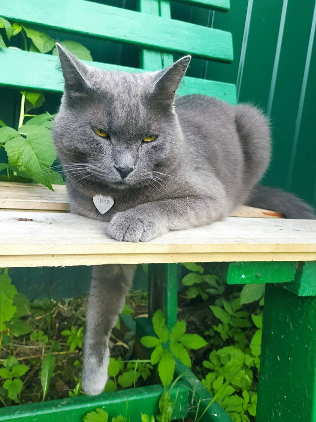 Котовторник 14.09.2021