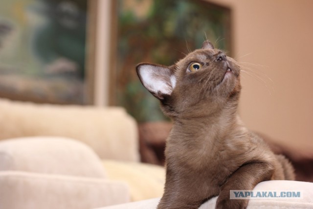 К котовторнику