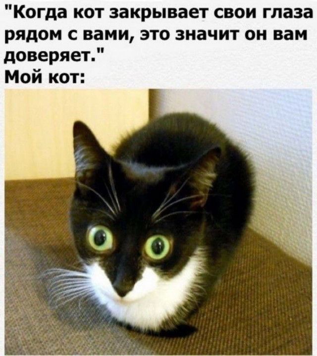 Котовторник так котовторник