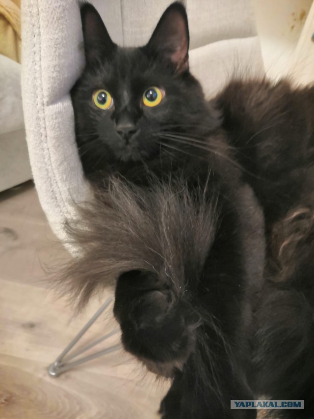 Котовторник. Февраль