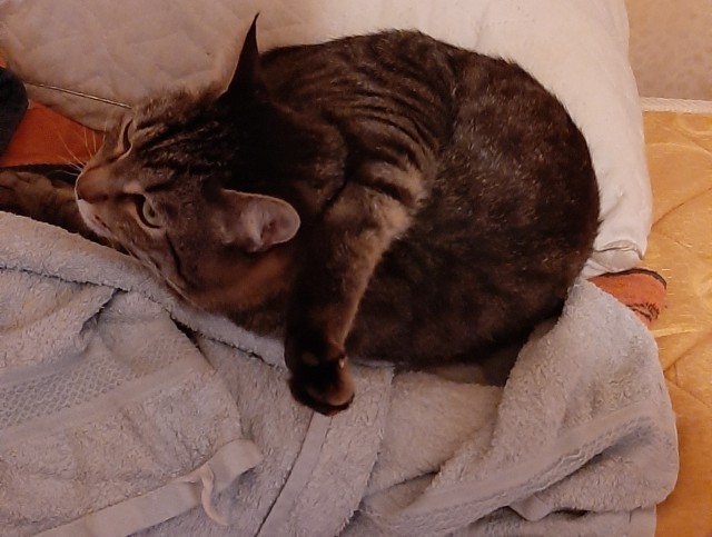 Котовторниковское