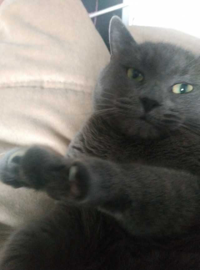 Котики не имеют национальности!!