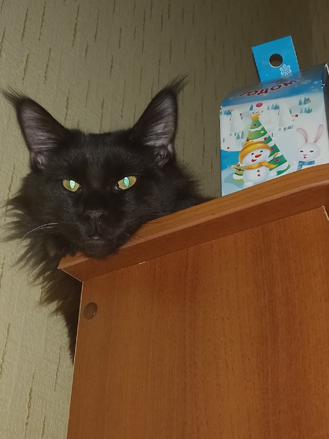 Котовторник вроде.