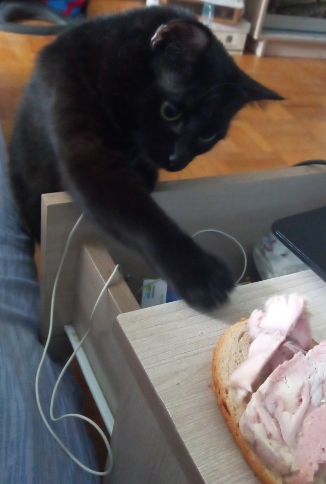 С праздником и котофторником!