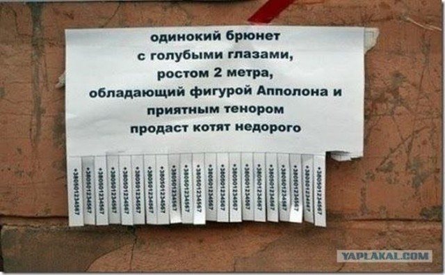 Продаётся щенок бернского зенненхунда