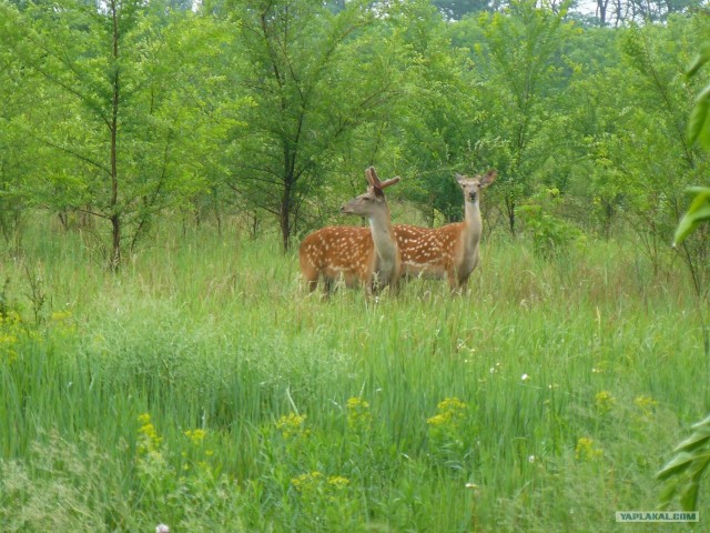 Остров Хортица и Запорожская Сечь