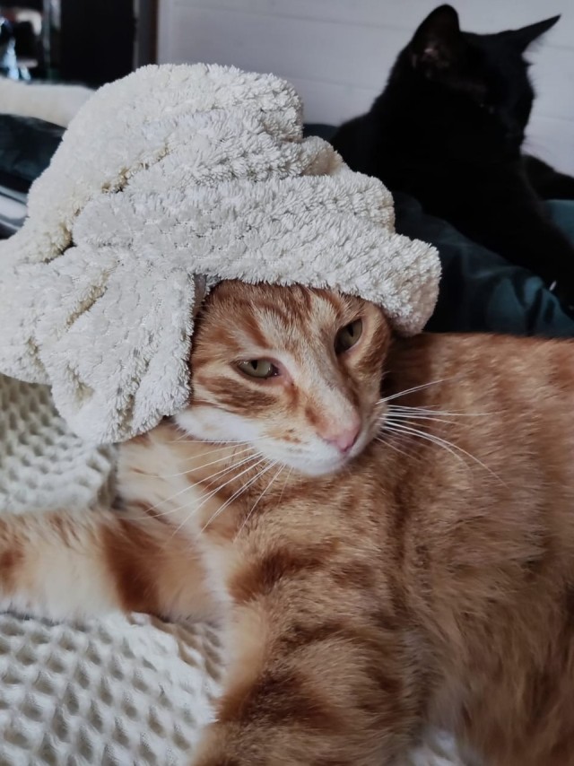 Прогнать кота невозможно