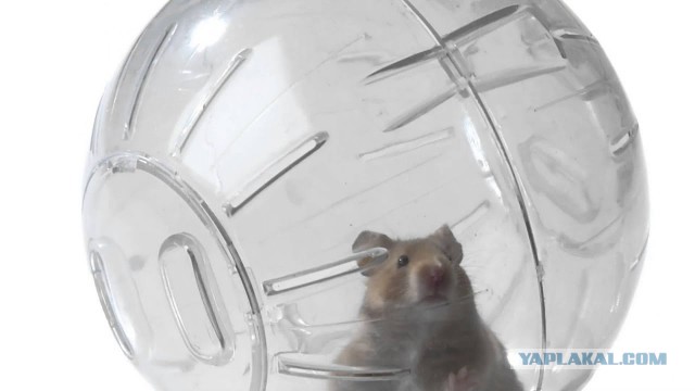 Милота