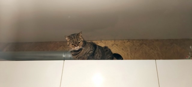 Какую породу кошки завести?