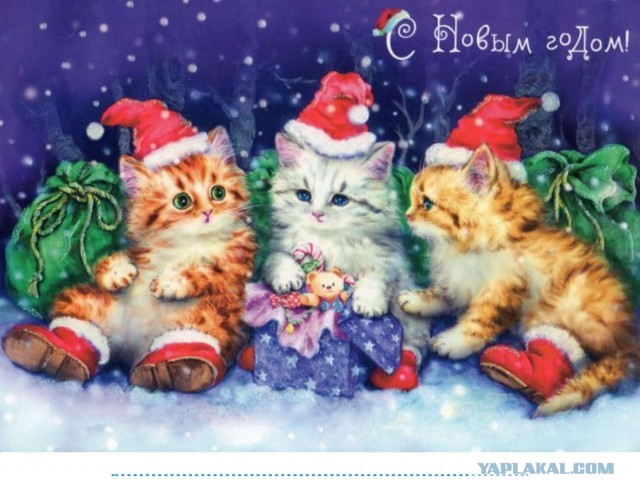 Жизнь домашнего приюта для котеек 427