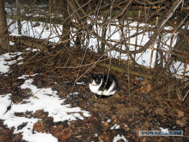 Жизнь домашнего приюта для котеек 433