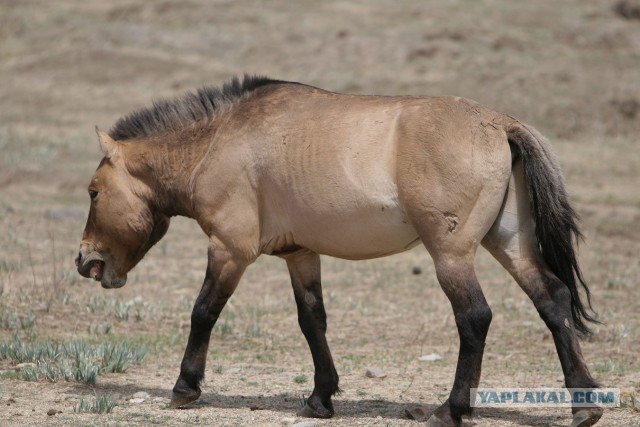 В Монголию на мотоциклах 2006