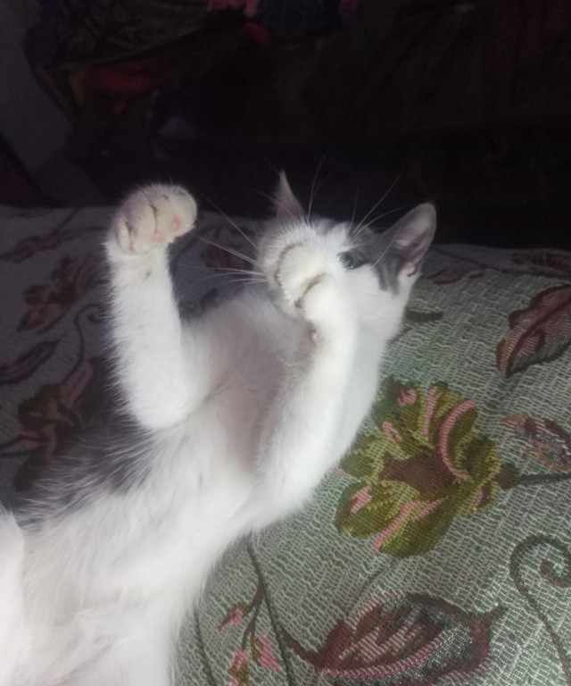 О табаке, пиве и котах