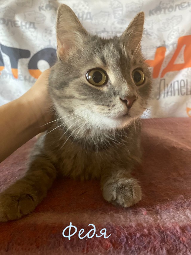 Жизнь домашнего приюта "Котоленд" 383