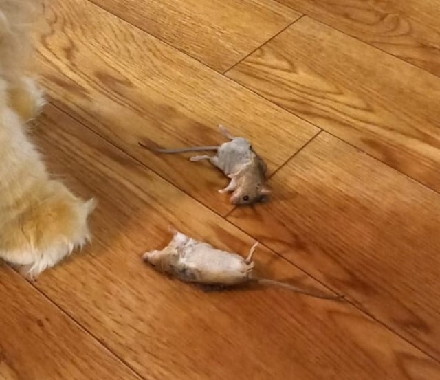 Много дел у кота на даче...