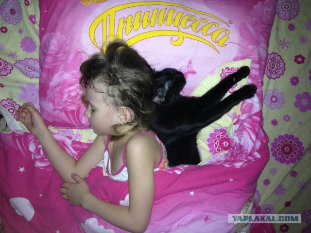 Котовторник 09.04.2013