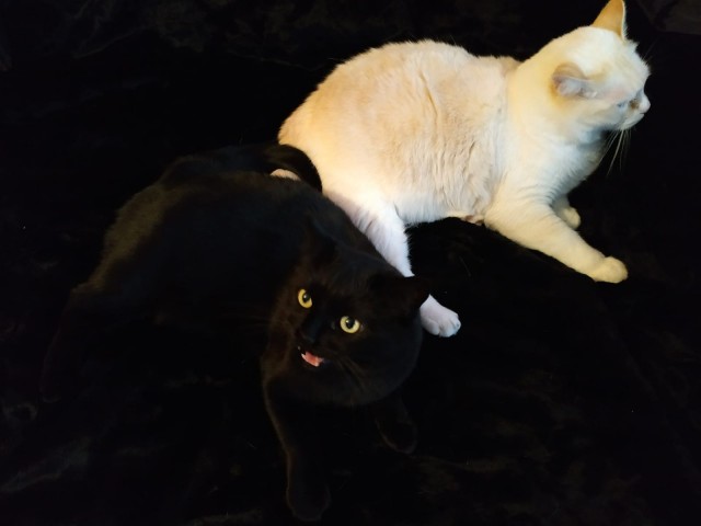 Начинаем котофторник?