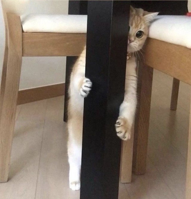 Не только котовторник, а еще и Всемирный день кошек!