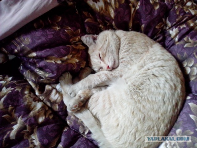 Котовторник 16.04.2013