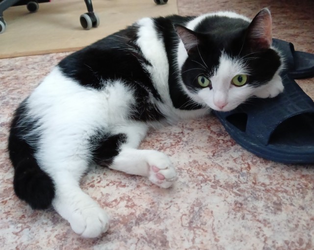 Коты на производстве