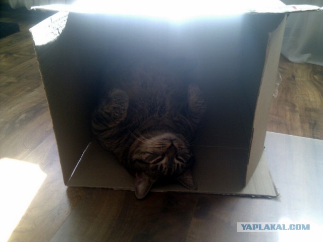 Котовторник 23.04.2013