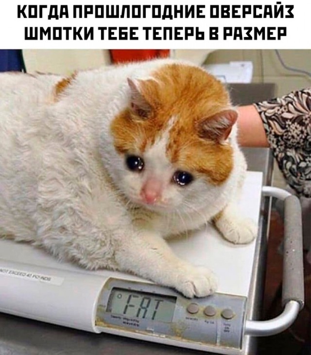 Весёлый полтишок 12.11.23