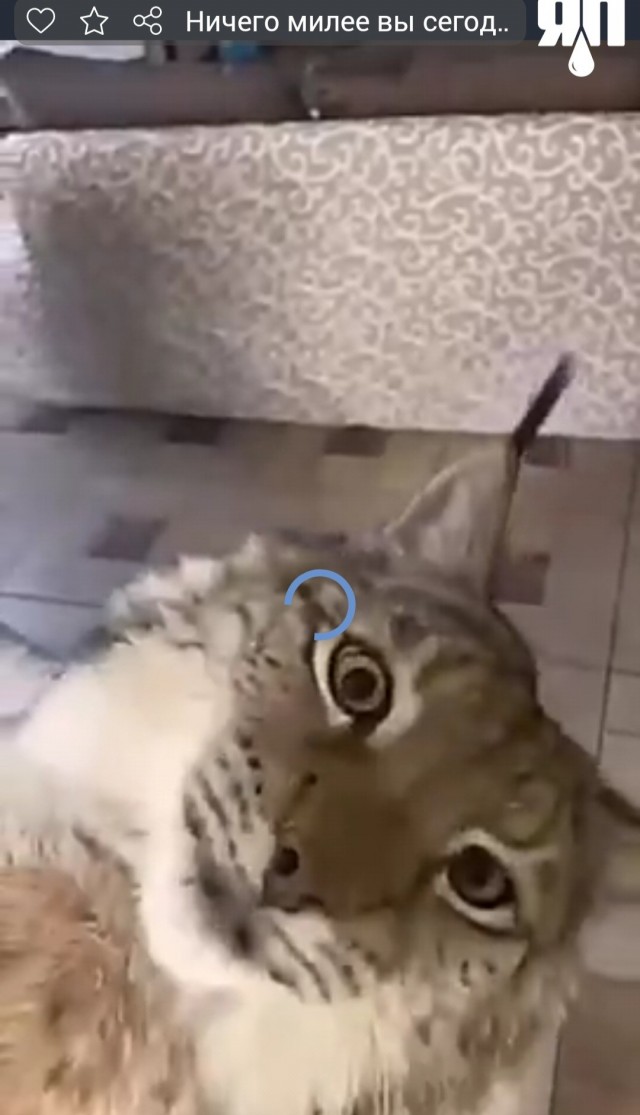 Ничего милее вы сегодня не увидите