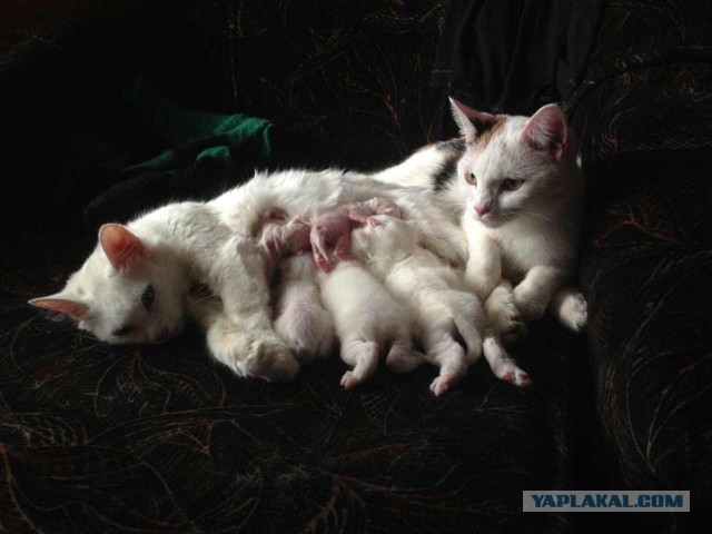 Котовторник 21.05.2013