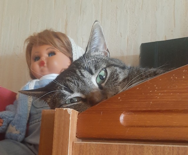 Котовторник в картинках