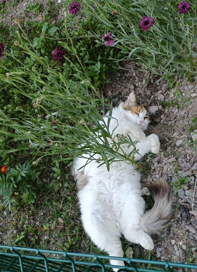 Котовтоник в картинках