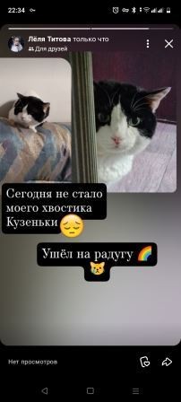Ушел на радугу в котовторник