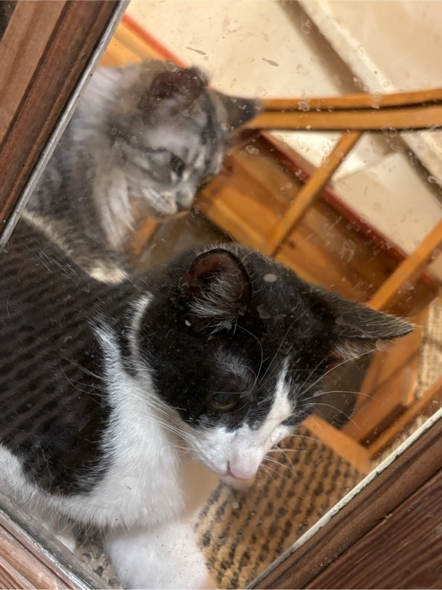 Котовторник жеж!!!
