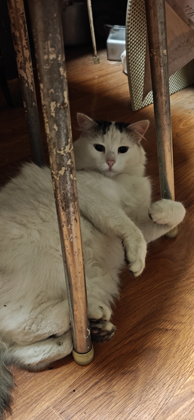 Котовторнику да