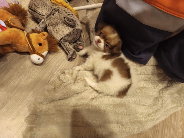 Котособаковторник