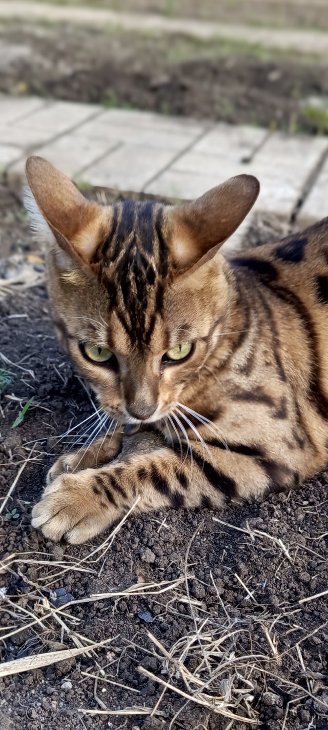 Котофторник жеж