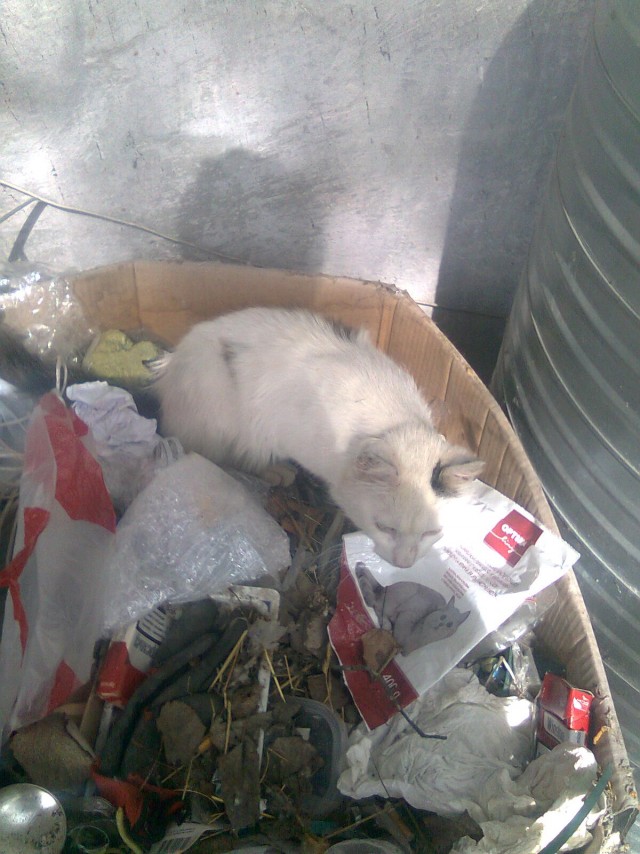 Уличные котики
