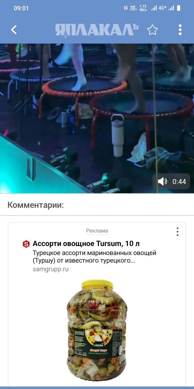 Курицы в курятнике