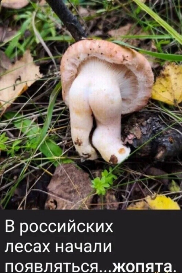 Так себе картинки 08.05.26