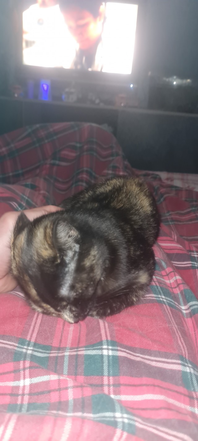Котэвторник