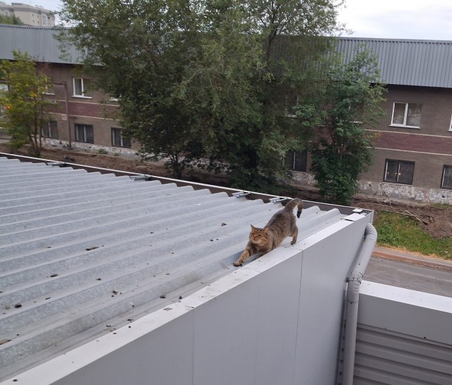 Котька хорошо устроился