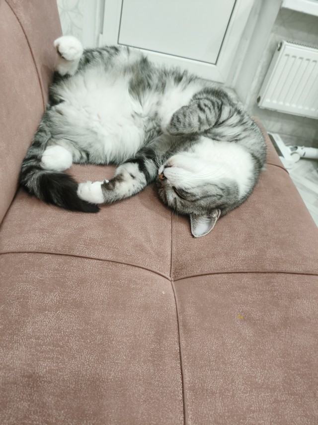 Котовторник 11.08.