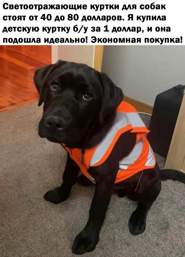 Подборка картинок к собакочетвергу