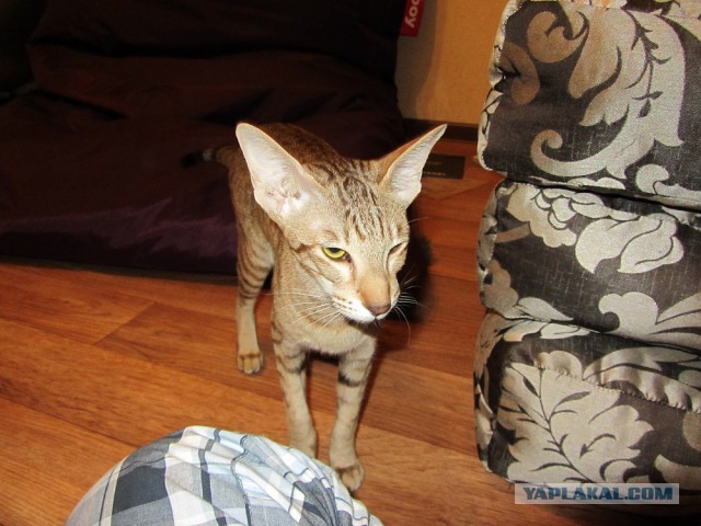 Котовторник 18.03.2014