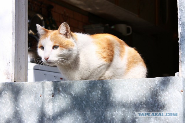 Котовторник 22.07.14