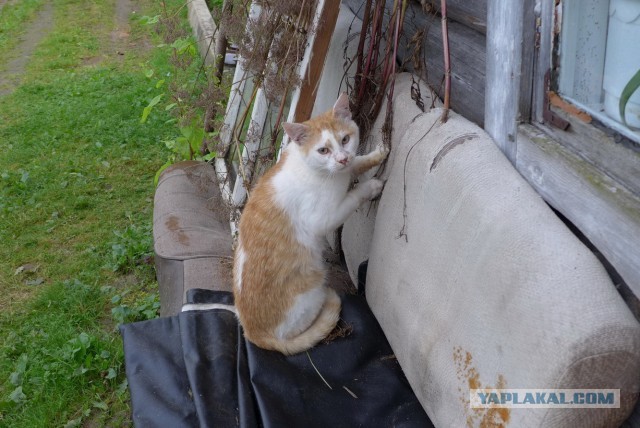 Котовторник 09.09.2014