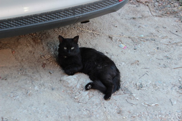 Проверяйте по утрам свои автомобили