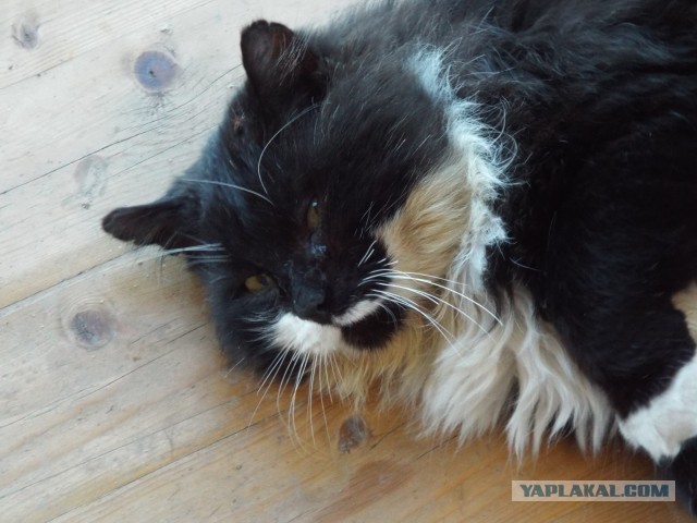 Котовторник 9.12.2014